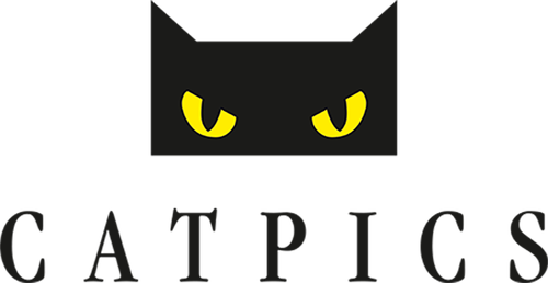 Каталог фильмов от студии Catpics - Рейтинги, отзывы, дата выхода на CUB